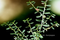 Indigofera linifolia var. campbellii